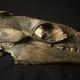 Fossilized ancient whale skull. (Image: Ben Healley/Museums Victoria)